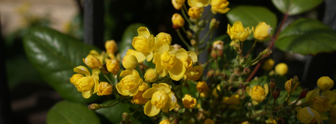 The Top 5 Berberine Supplements In 2026 – A Buyer’s Guide